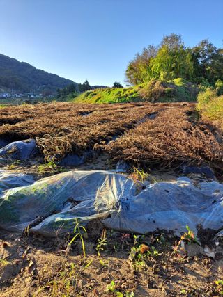 좋은인연님의 요즘 뜨는 신품종은? 💬 · 참여글 작성글 사진