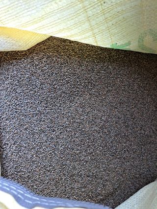 좋은인연님의 요즘 뜨는 신품종은? 💬 · 참여글 작성글 사진