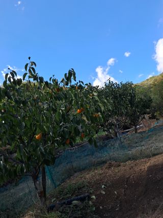 낙엽교목류21691님의 감 · 자유게시판 작성글 사진