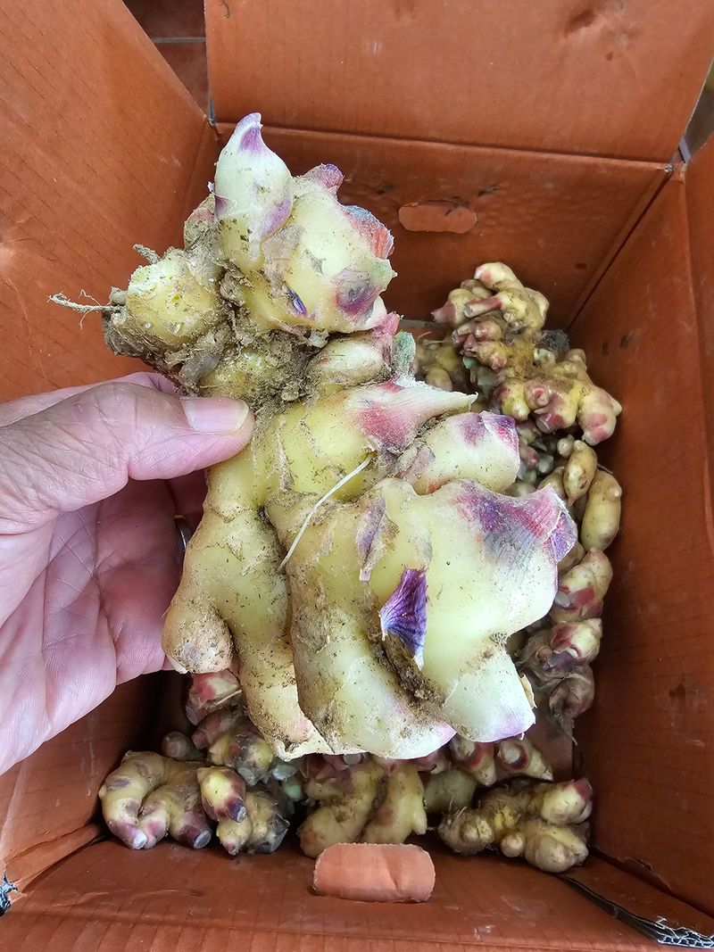 흑도라지흑청 정현숙님의 장터 판매 상품 [10키로] 첨부 사진