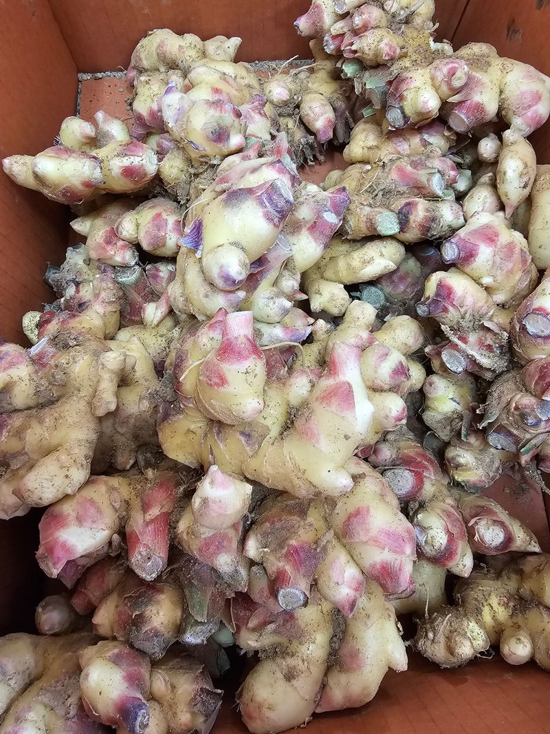 흑도라지흑청 정현숙님의 장터 판매 상품 [10키로] 첨부 사진