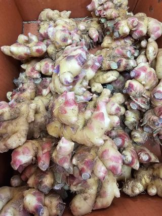 흑도라지흑청 정현숙님의 작성글 사진