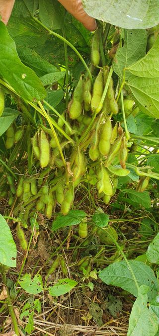 이흥옥님의 콩 · 자유게시판 작성글 사진