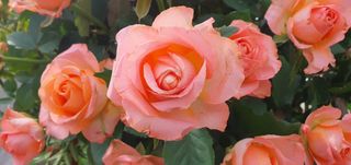 이흥옥님의 콩 · 자유게시판 작성글 사진