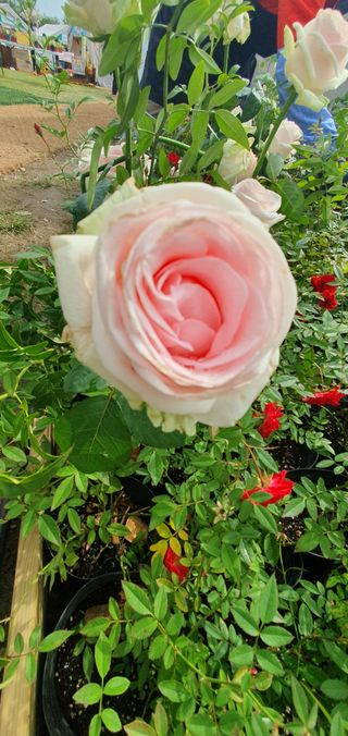 이흥옥님의 콩 · 자유게시판 작성글 사진