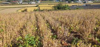 하얀그림자님의 콩 · 자유게시판 작성글 사진