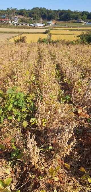 하얀그림자님의 콩 · 자유게시판 작성글 사진