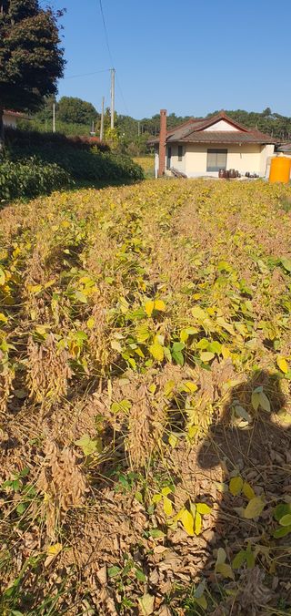 하얀그림자님의 콩 · 자유게시판 작성글 사진