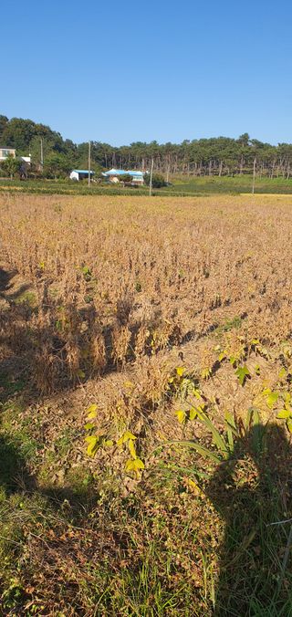 하얀그림자님의 콩 · 자유게시판 작성글 사진