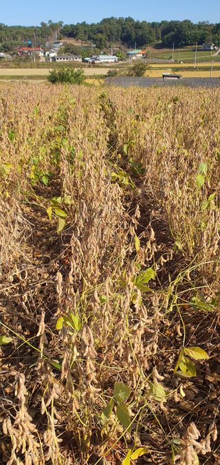 하얀그림자님의 콩 · 자유게시판 작성글 사진