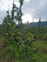 팜모닝 사과·영농일지 게시글 이미지