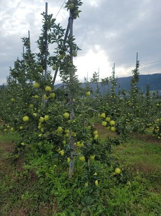 병풍취산채농원님의 사과 · 영농일지 작성글 사진