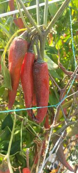 팜모닝 고추·수확 게시글 이미지