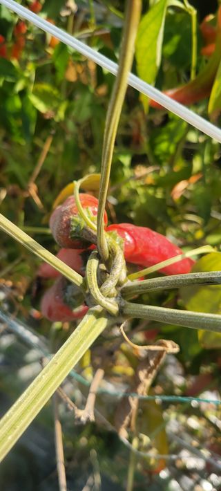 이동훈님의 고추 · 수확 작성글 사진