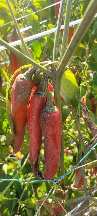 이동훈님의 고추 · 수확 작성글 사진