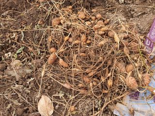 박미란님의 요즘 뜨는 신품종은? 💬 · 참여글 작성글 사진