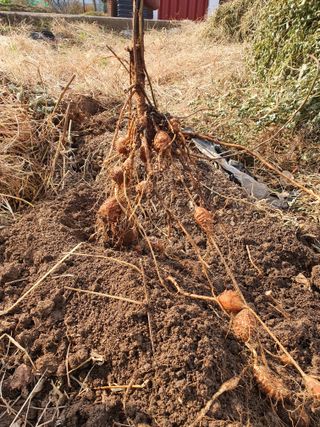 박미란님의 요즘 뜨는 신품종은? 💬 · 참여글 작성글 사진