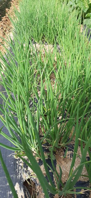 이강재님의 양파 · 영농일지 작성글 사진