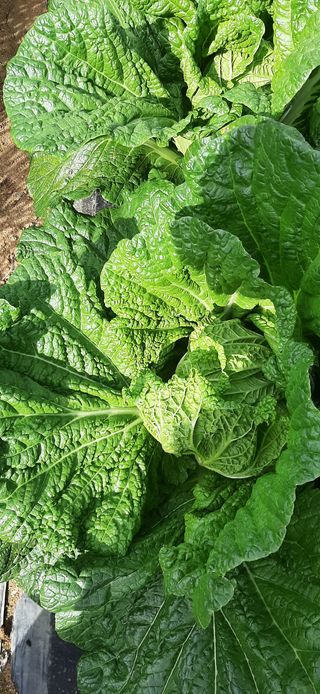 이강재님의 양파 · 영농일지 작성글 사진