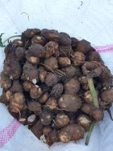 팜모닝 콩·영농일지 게시글 이미지