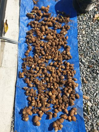 샤이니바다님의 콩 · 영농일지 작성글 사진