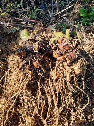 샤이니바다님의 콩 · 영농일지 작성글 사진