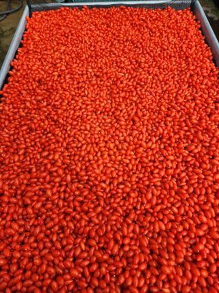 조정환님의 요즘 뜨는 신품종은? 💬 · 참여글 작성글 사진