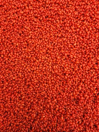 조정환님의 요즘 뜨는 신품종은? 💬 · 참여글 작성글 사진