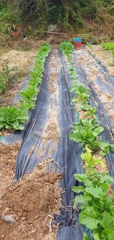 팜모닝 배추·영농일지 게시글 이미지