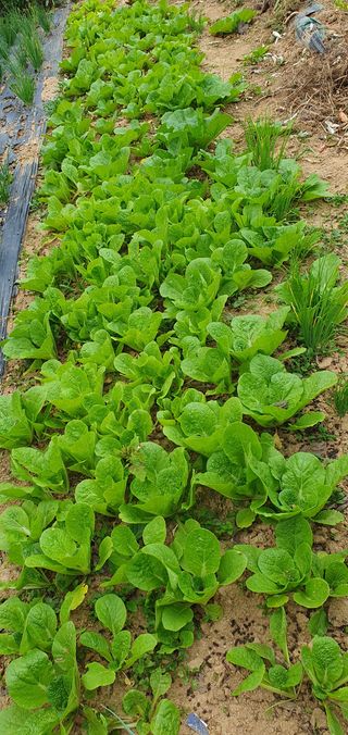 김영진님의 배추 · 영농일지 작성글 사진