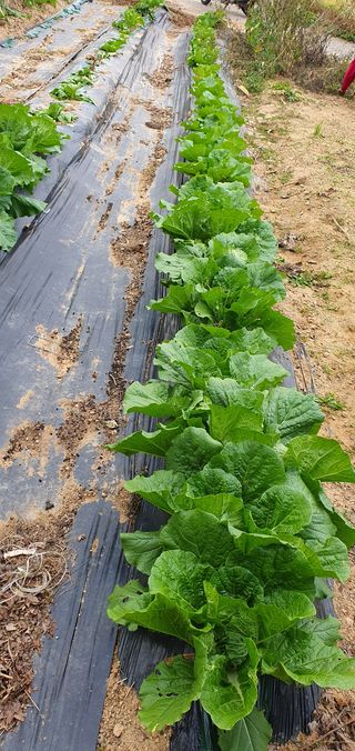 김영진님의 배추 · 영농일지 작성글 사진