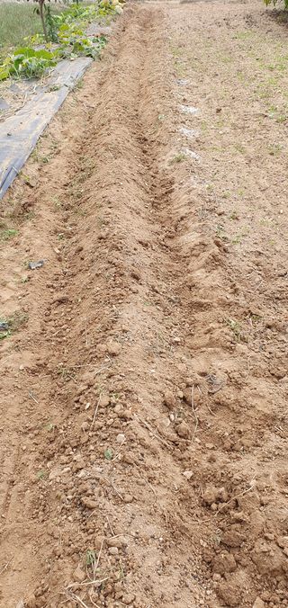 김영진님의 배추 · 영농일지 작성글 사진