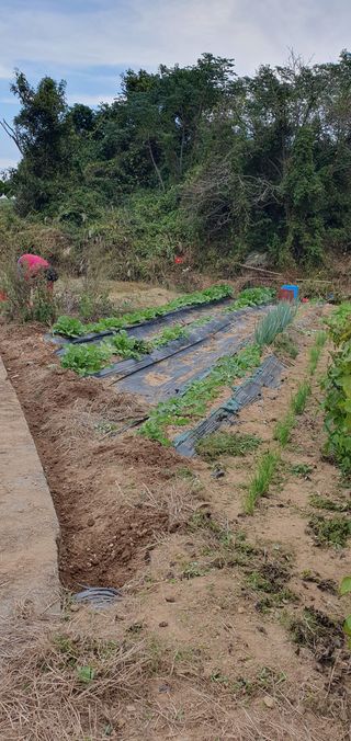 김영진님의 배추 · 영농일지 작성글 사진