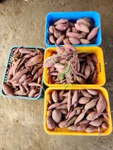 팜모닝 콩·영농일지 게시글 이미지