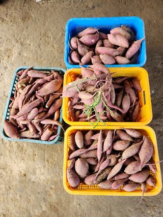 장재갑님의 콩 · 영농일지 작성글 사진