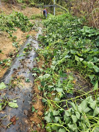 장재갑님의 콩 · 영농일지 작성글 사진