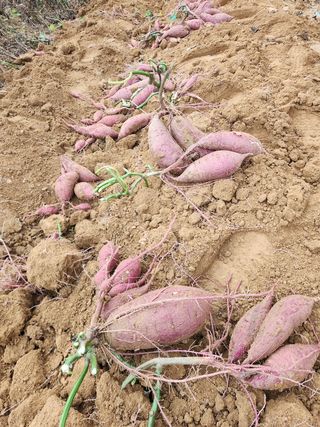장재갑님의 콩 · 영농일지 작성글 사진