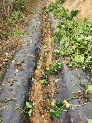 장재갑님의 콩 · 영농일지 작성글 사진