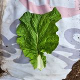 팜모닝 배추·병해충상담 게시글 이미지