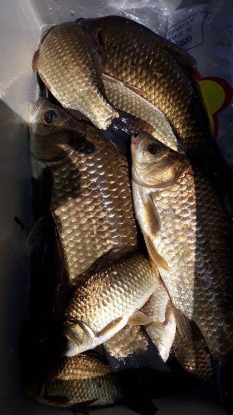 이현상님의 장터 판매 상품 [참 붕어즙  100포] 첨부 사진