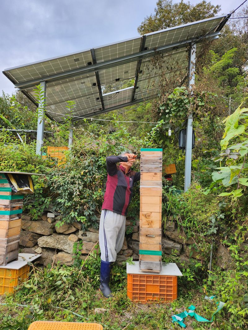 오토산농장님의 장터 판매 상품 [토종벌꿀 1,2kg] 첨부 사진