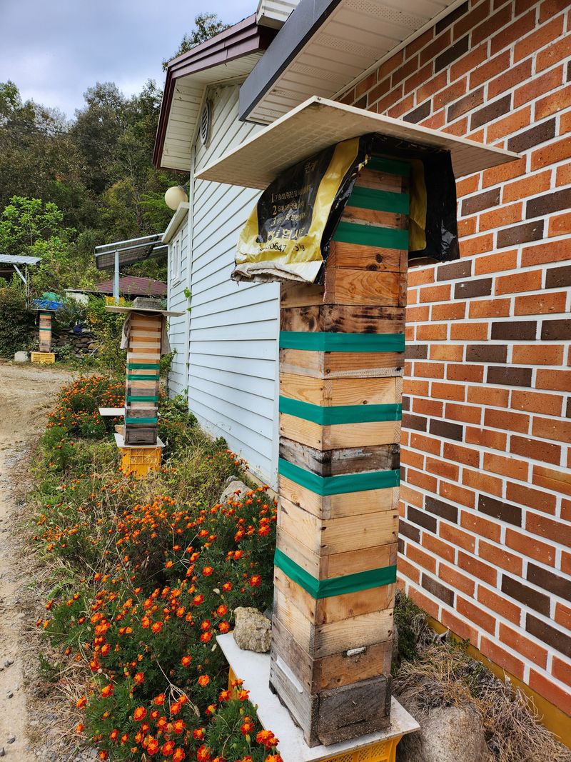 오토산농장님의 장터 판매 상품 [토종벌꿀 1,2kg] 첨부 사진