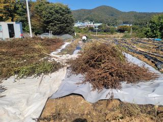 장기준님의 들깨 · 영농일지 작성글 사진