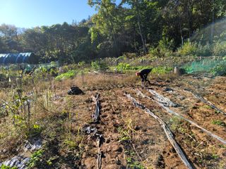 장기준님의 들깨 · 영농일지 작성글 사진