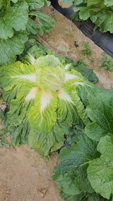 팜모닝 배추·병해충상담 게시글 이미지