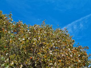 최영환님의 감 · 자유게시판 작성글 사진