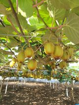 팜모닝 콩·자유게시판 게시글 이미지