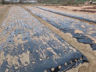 김한수님의 콩 · 영농일지 작성글 사진