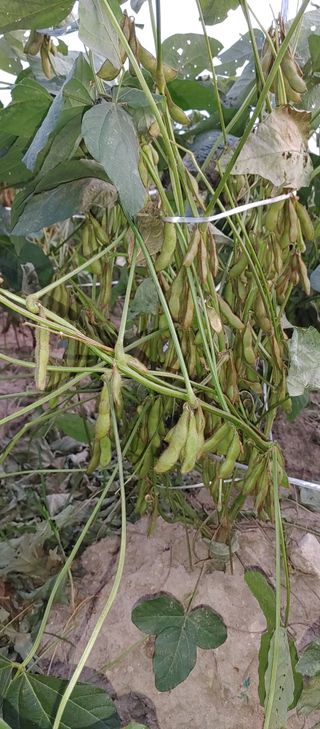 최용운님의 콩 · 자유게시판 작성글 사진