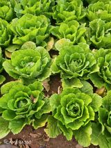 팜모닝 배추·병해충상담 게시글 이미지